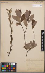 Foto von Salix cinerea L.